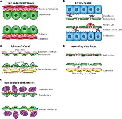 Lymphatic Programing and Specialization in Hybrid Vessels